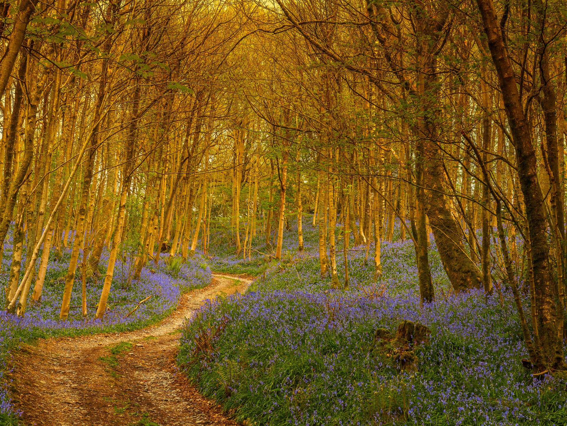 bosque árboles camino flores