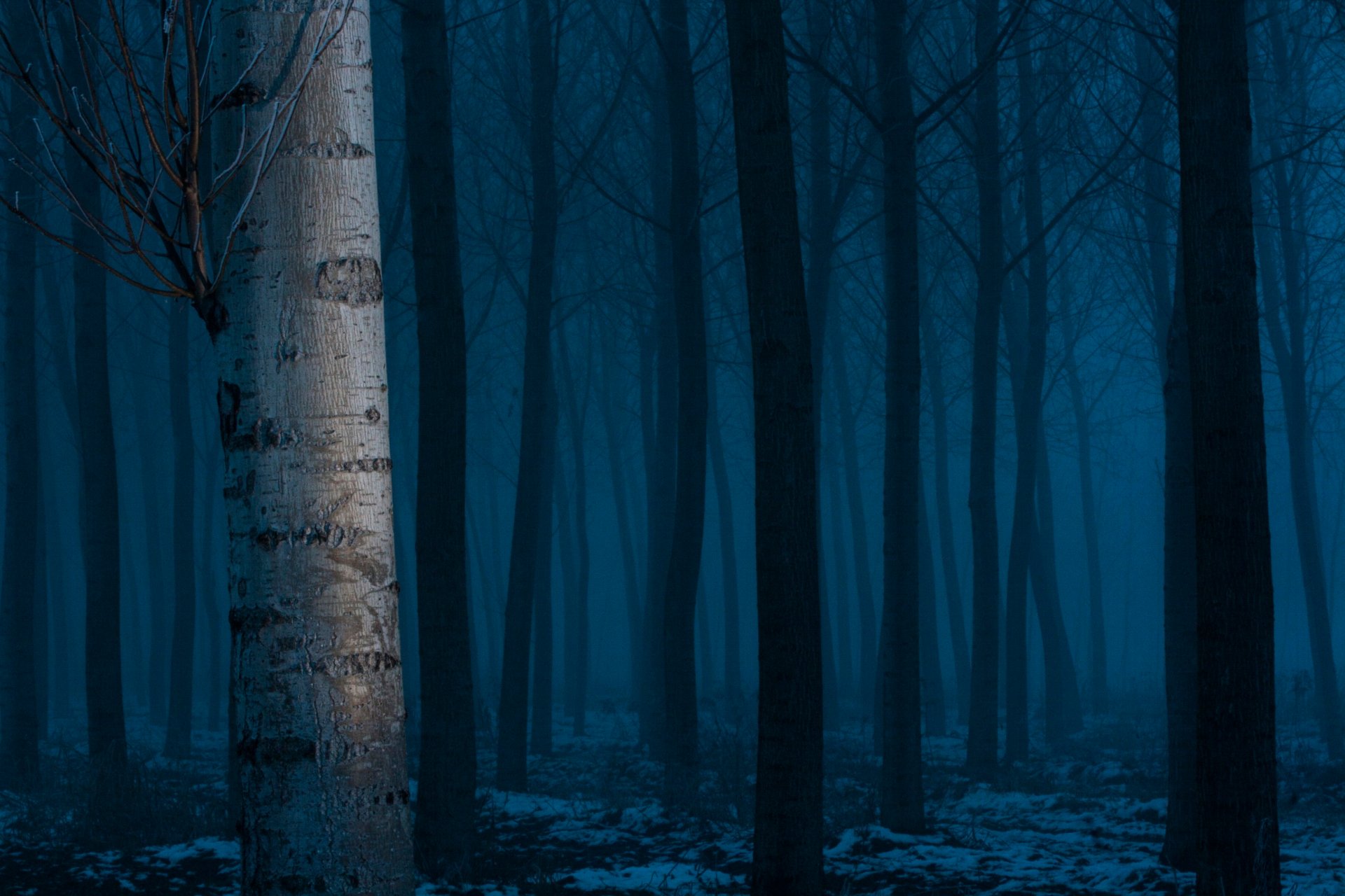 forest tree snow