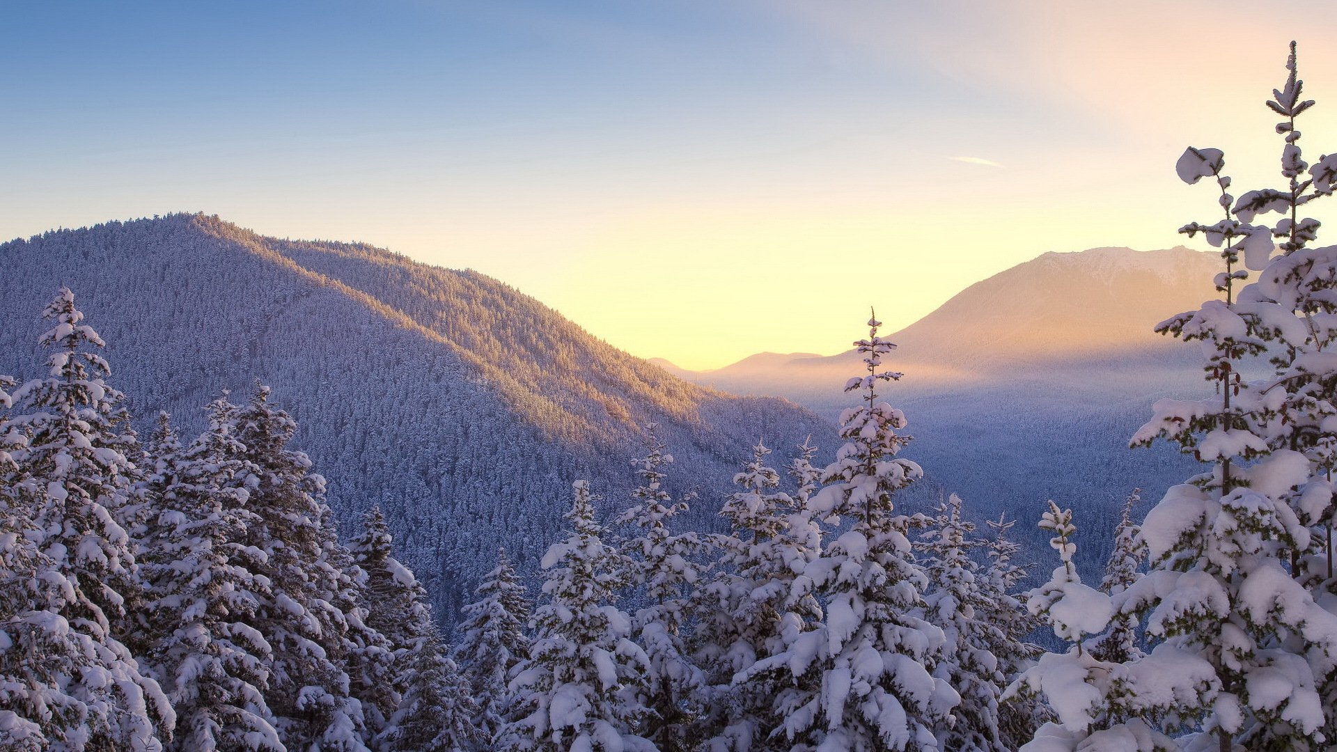 winter snow forest tree sky mountain