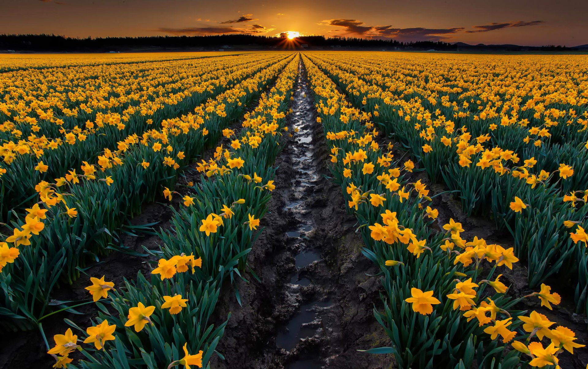 jonquilles fleurs jaune champ lits terre nature soir coucher de soleil