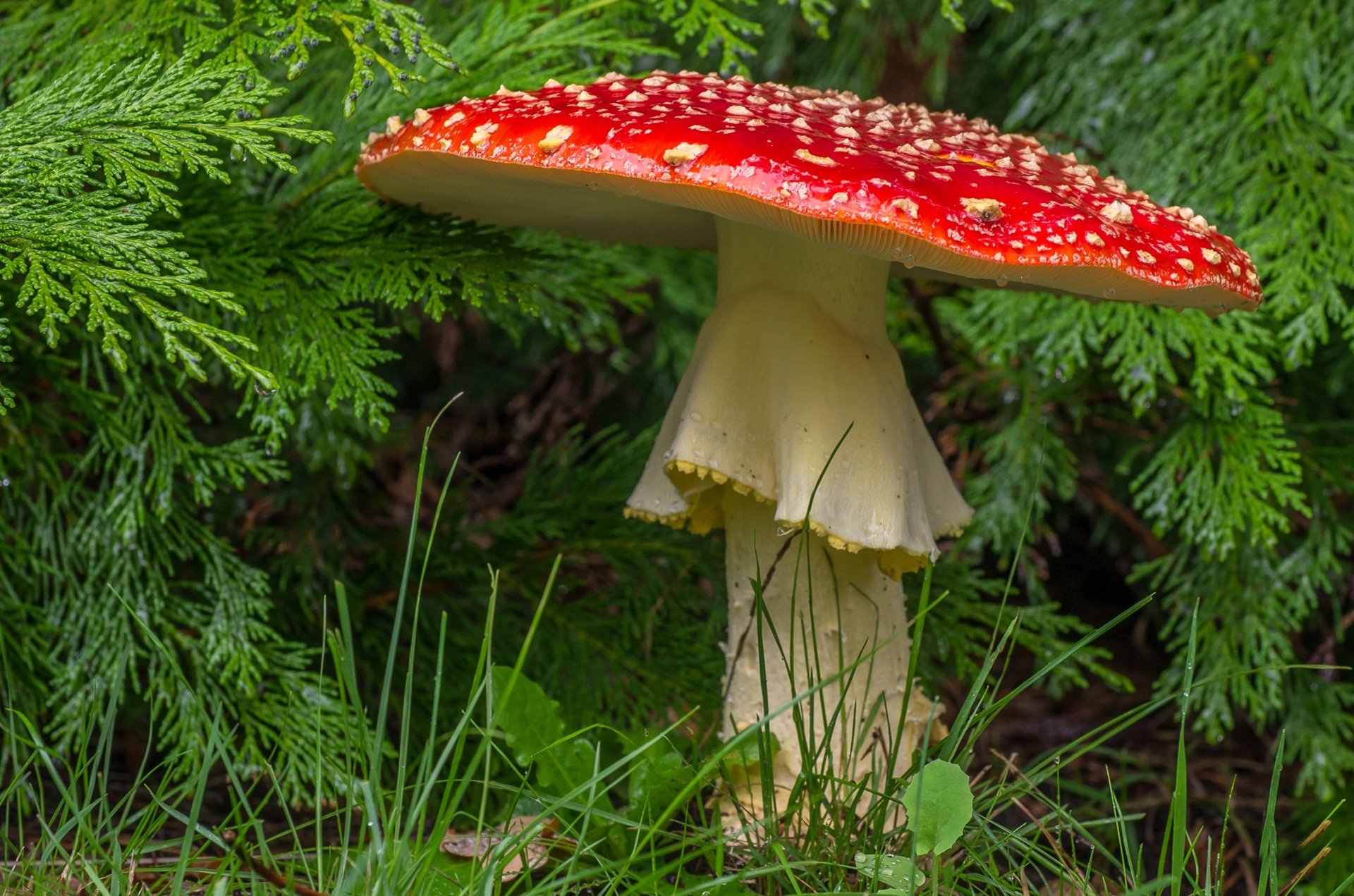 champignon agaric champignon forêt gros plan