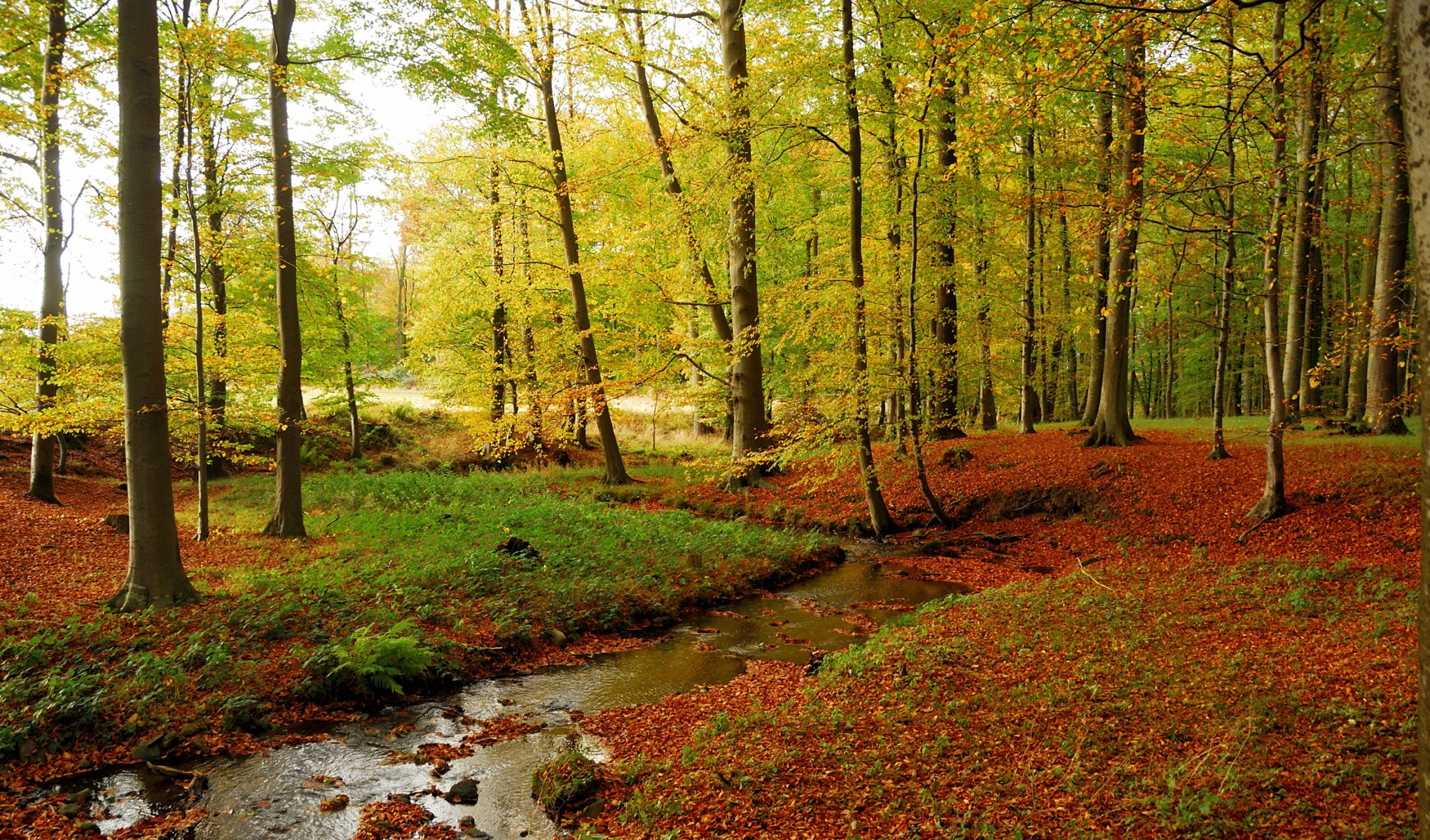 forêt automne ruisseau arbres herbe feuilles pierres