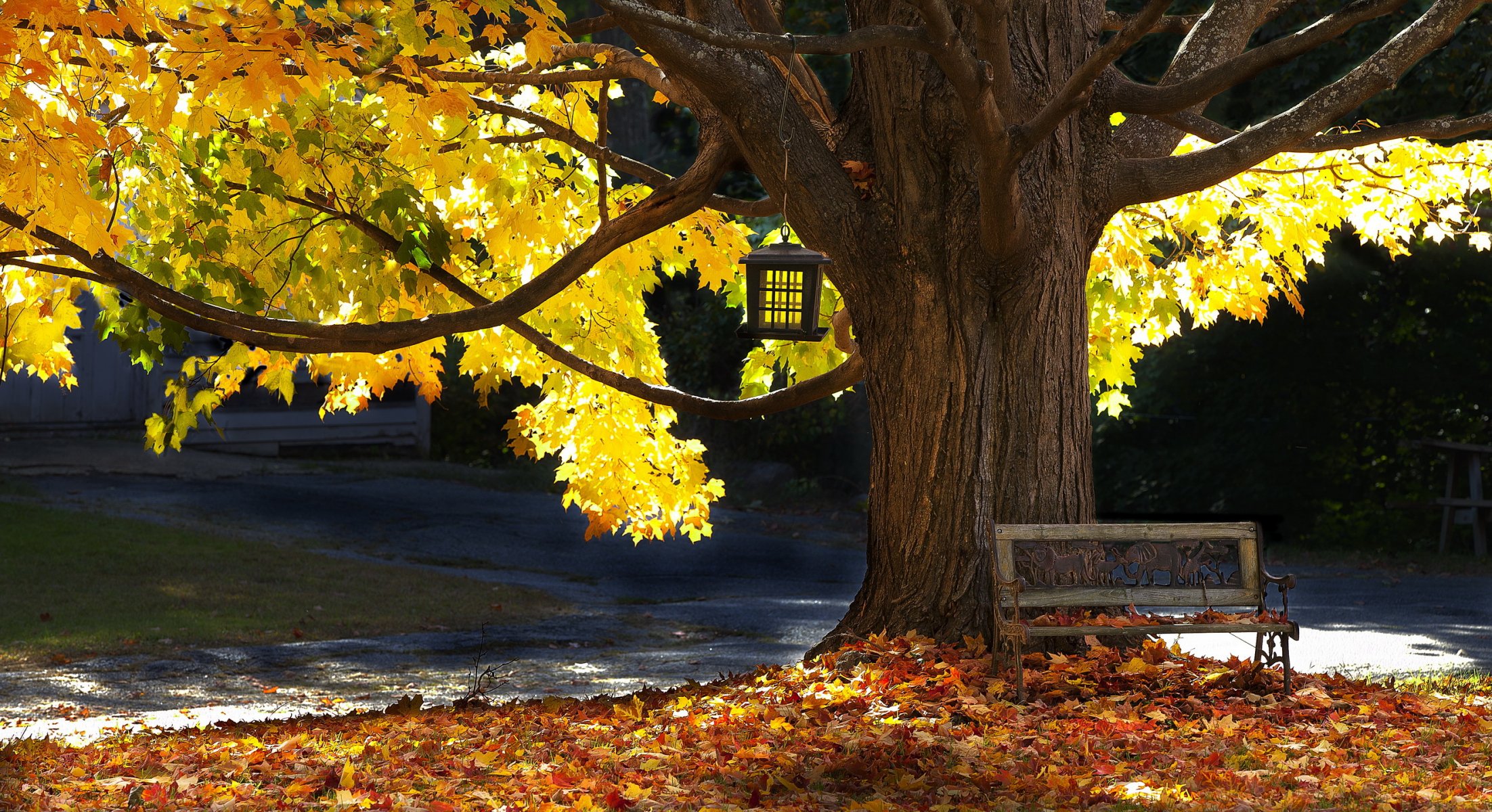 albero panchina autunno