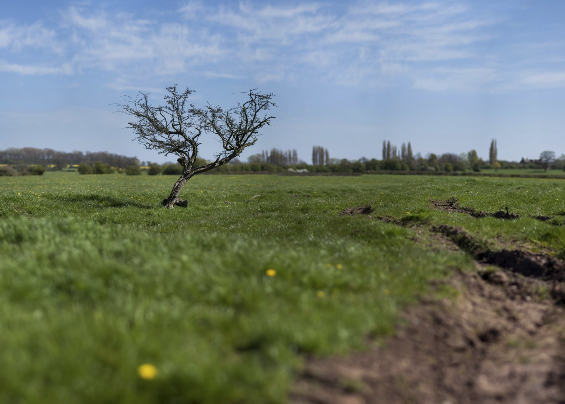 cambio e inclinación efecto árbol campo