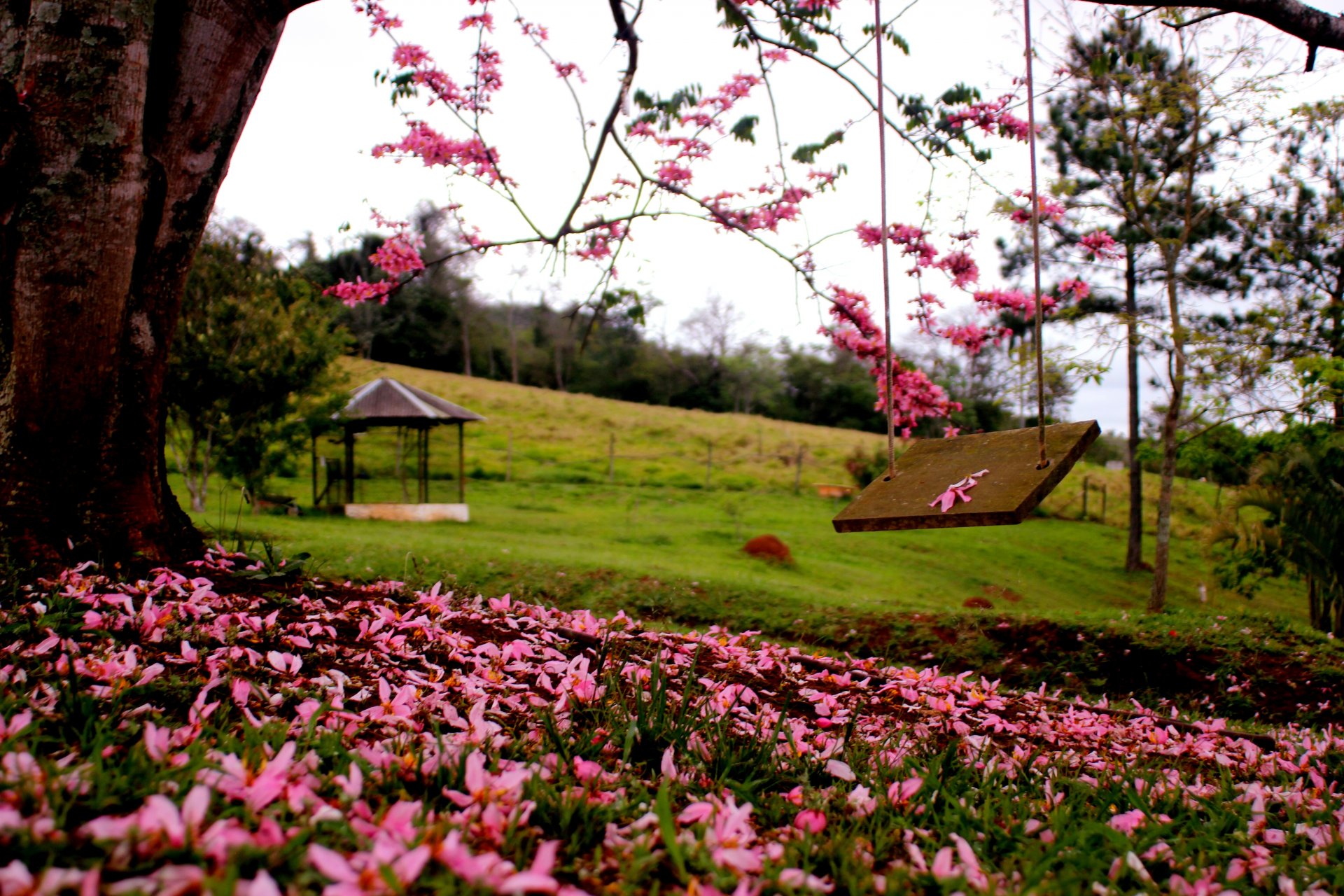 nature herbe fleurs printemps forêt parc arbres marche printemps