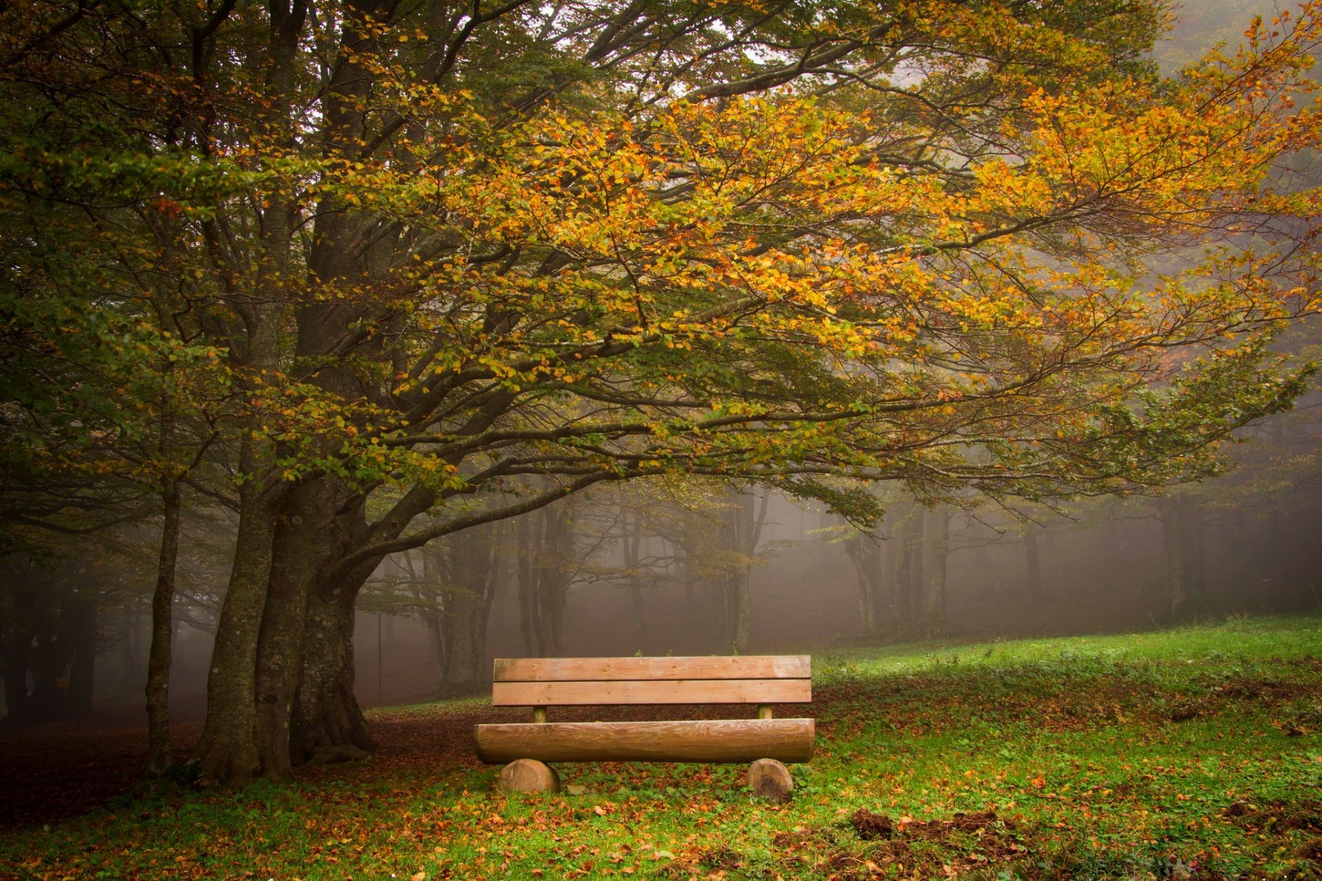 foglie foresta alberi parco erba strada colori autunno passeggiata hdr natura poster panchina