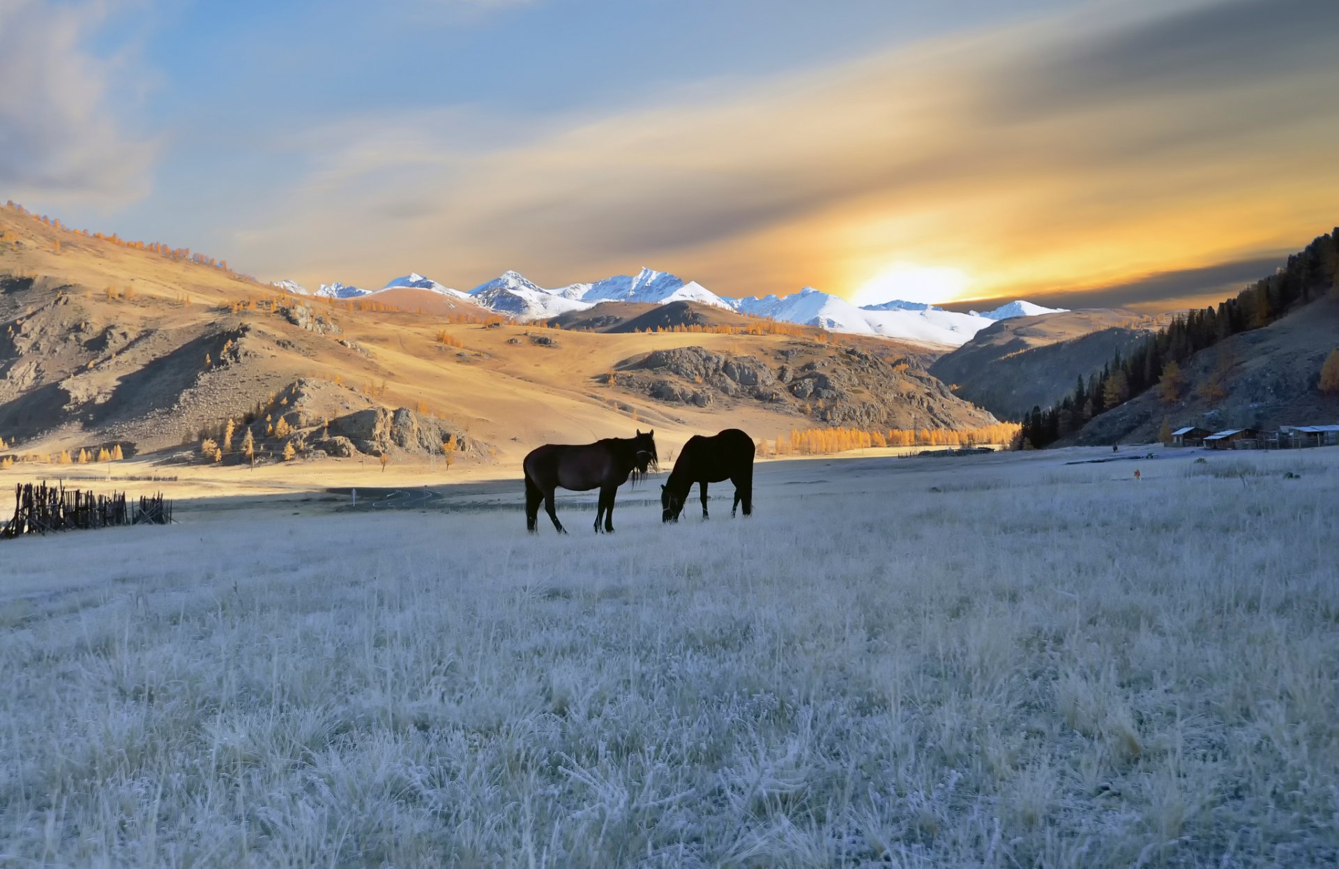 altai horse autumn