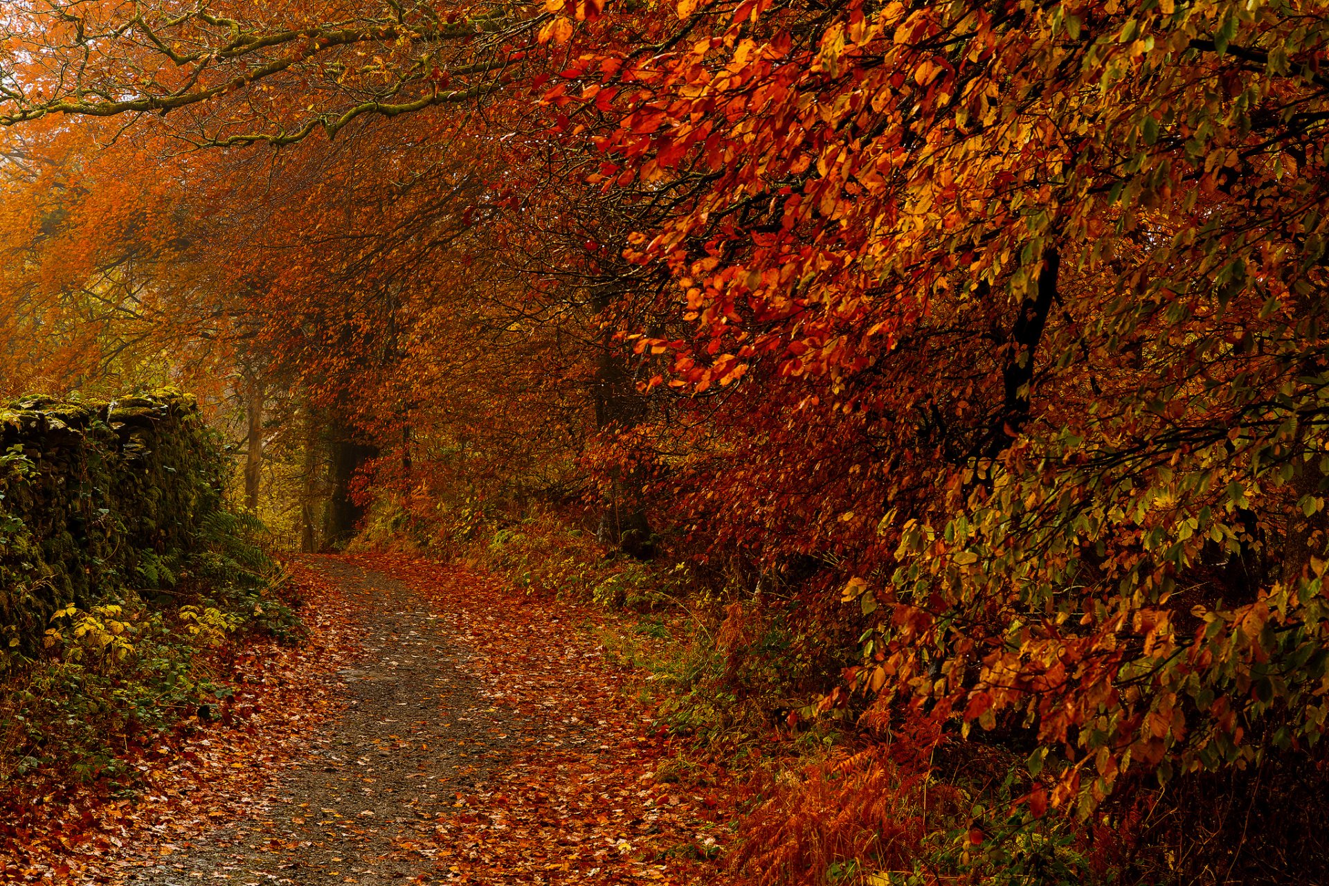 park tree path leaves autumn