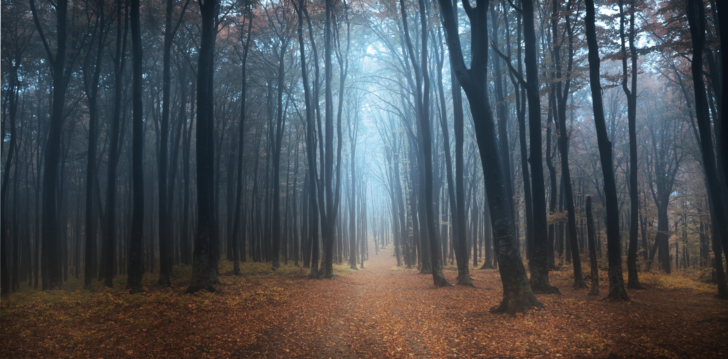 foresta sentiero nebbia alberi mattina