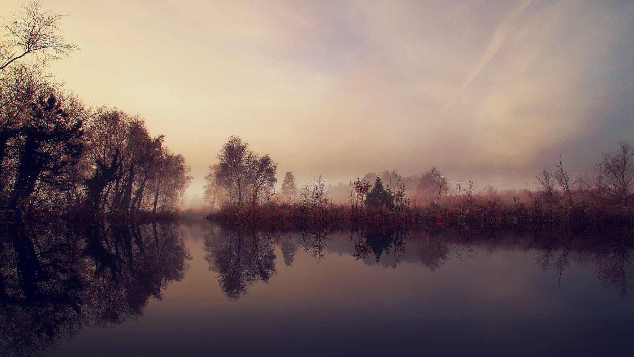 alberi arbusti lago mattina nebbia