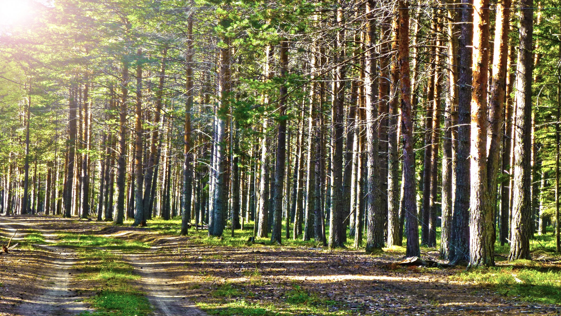 été forêt soleil pins joliment route