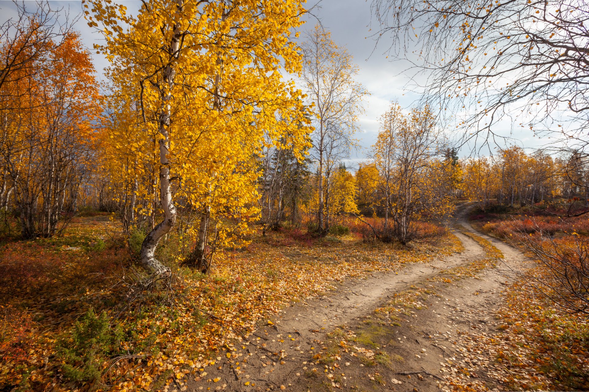 autumn forest road nature landscape