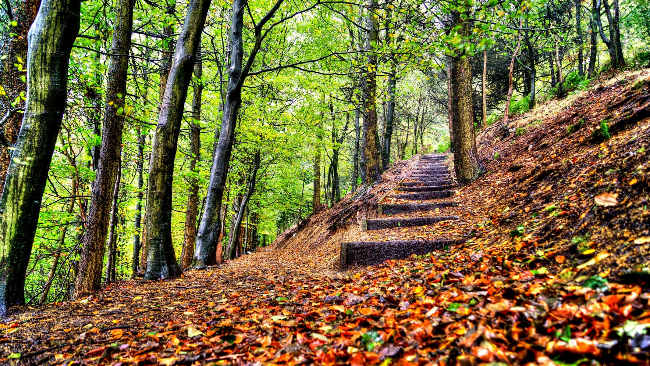 foglie alberi foresta parco passi autunno passeggiata hdr natura