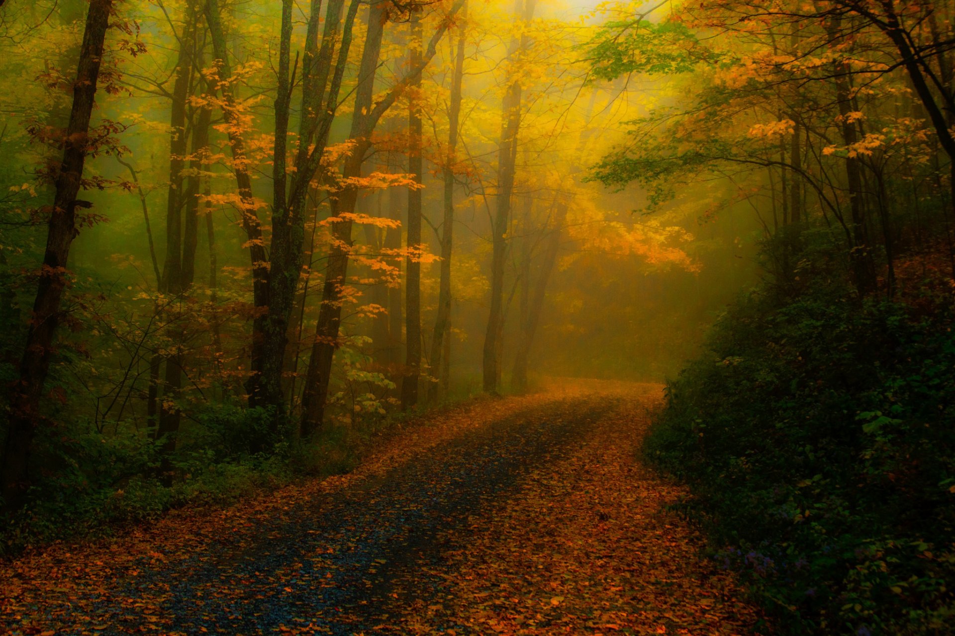 états-unis caroline du nord forêt brouillard route arbres feuillage automne nature traitement