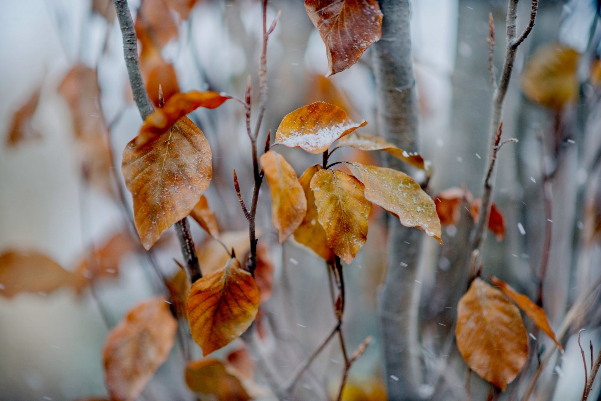 albero rami foglie autunno giallo neve