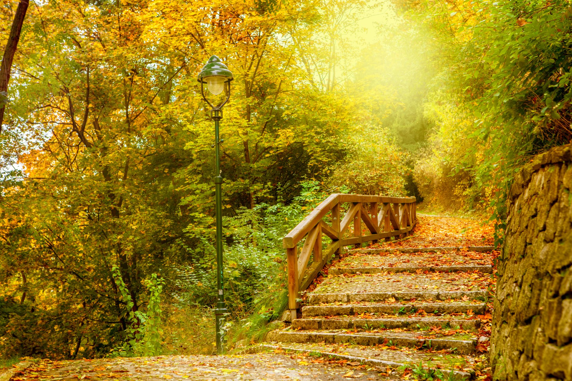 autumn leaves park forest