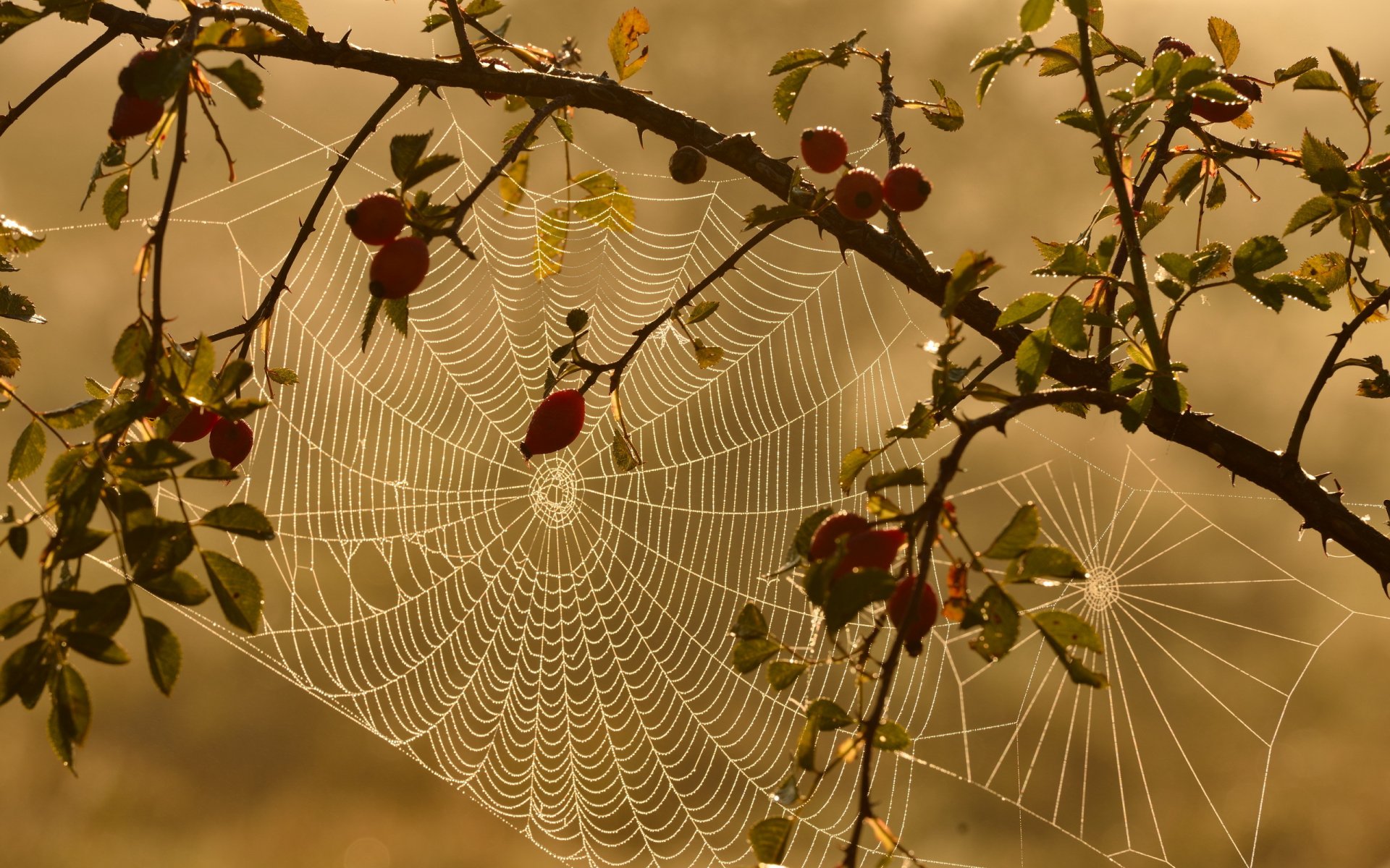 rosa mosqueta telaraña naturaleza