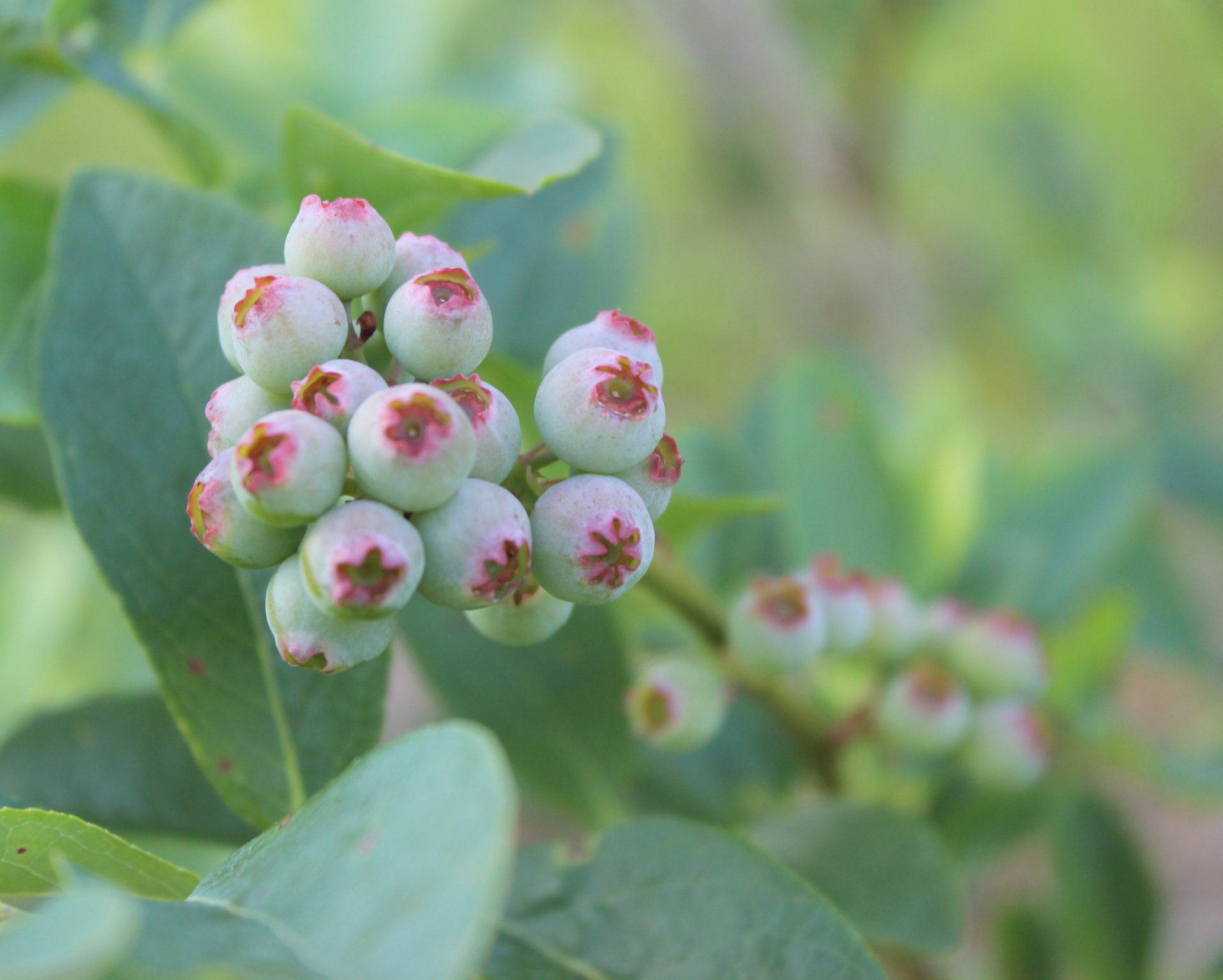 blueberries berries close up