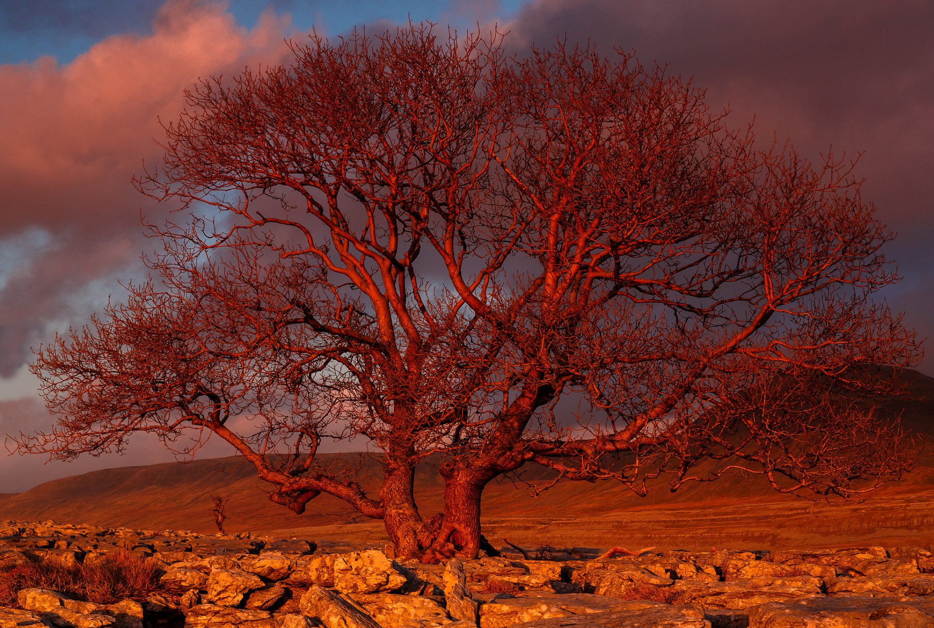 tramonto albero tramonto albero