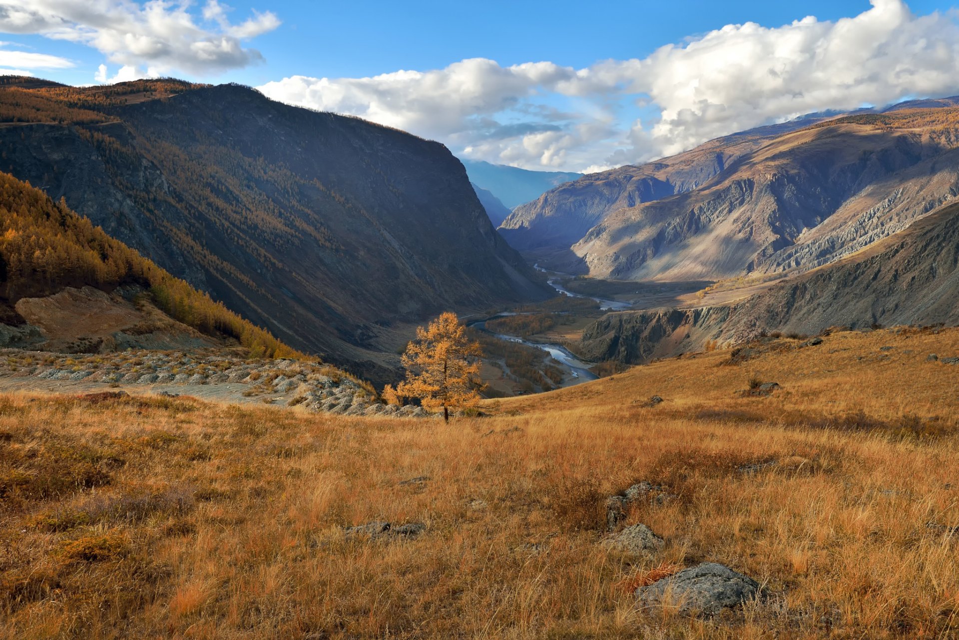 altaï automne mélèze