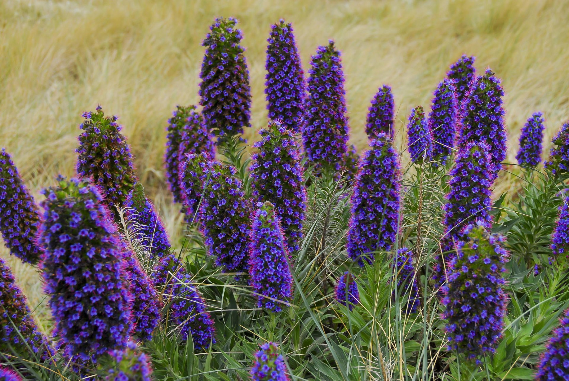 flores púrpura primavera