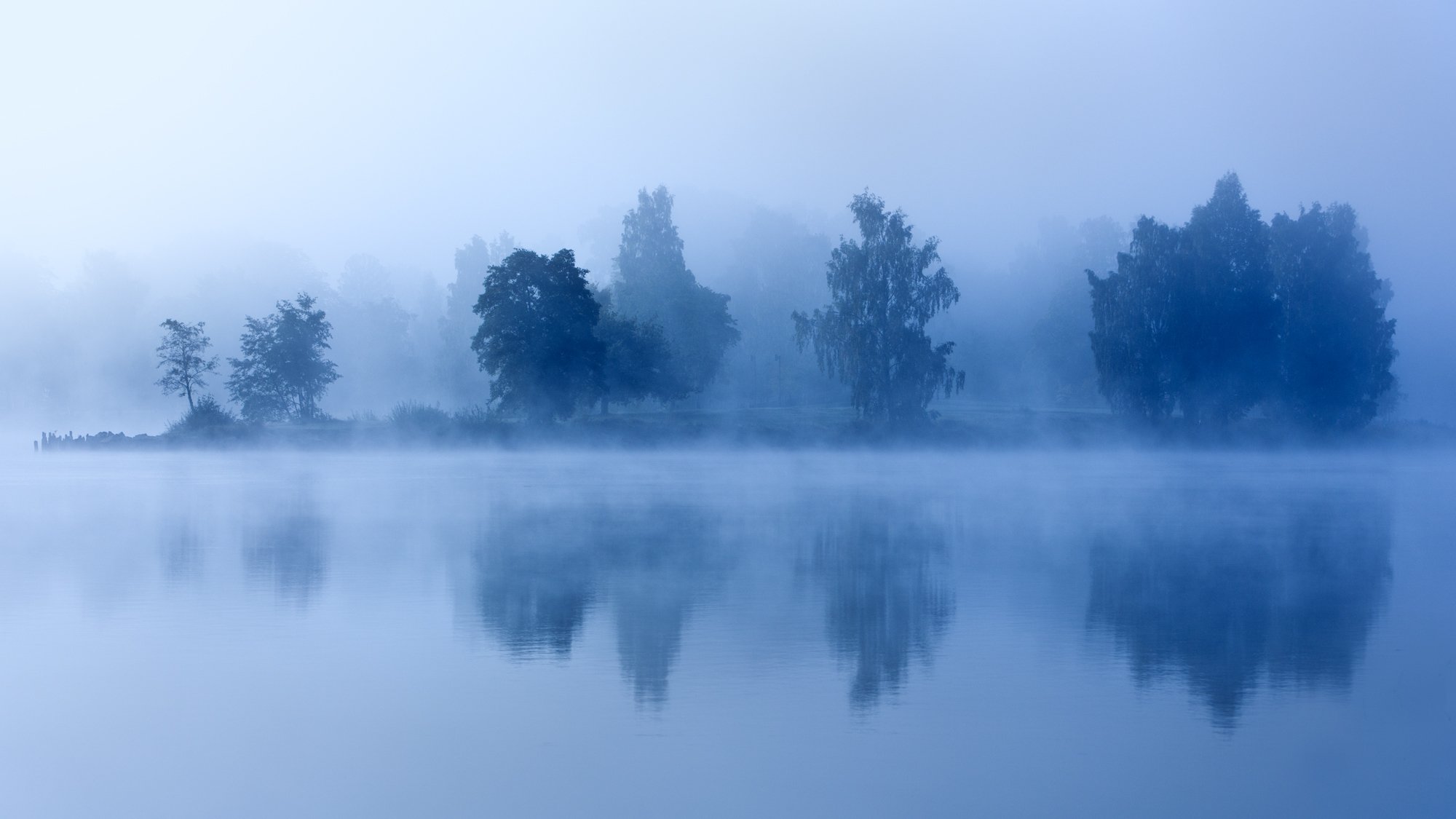 morgen dämmerung nebel see bäume