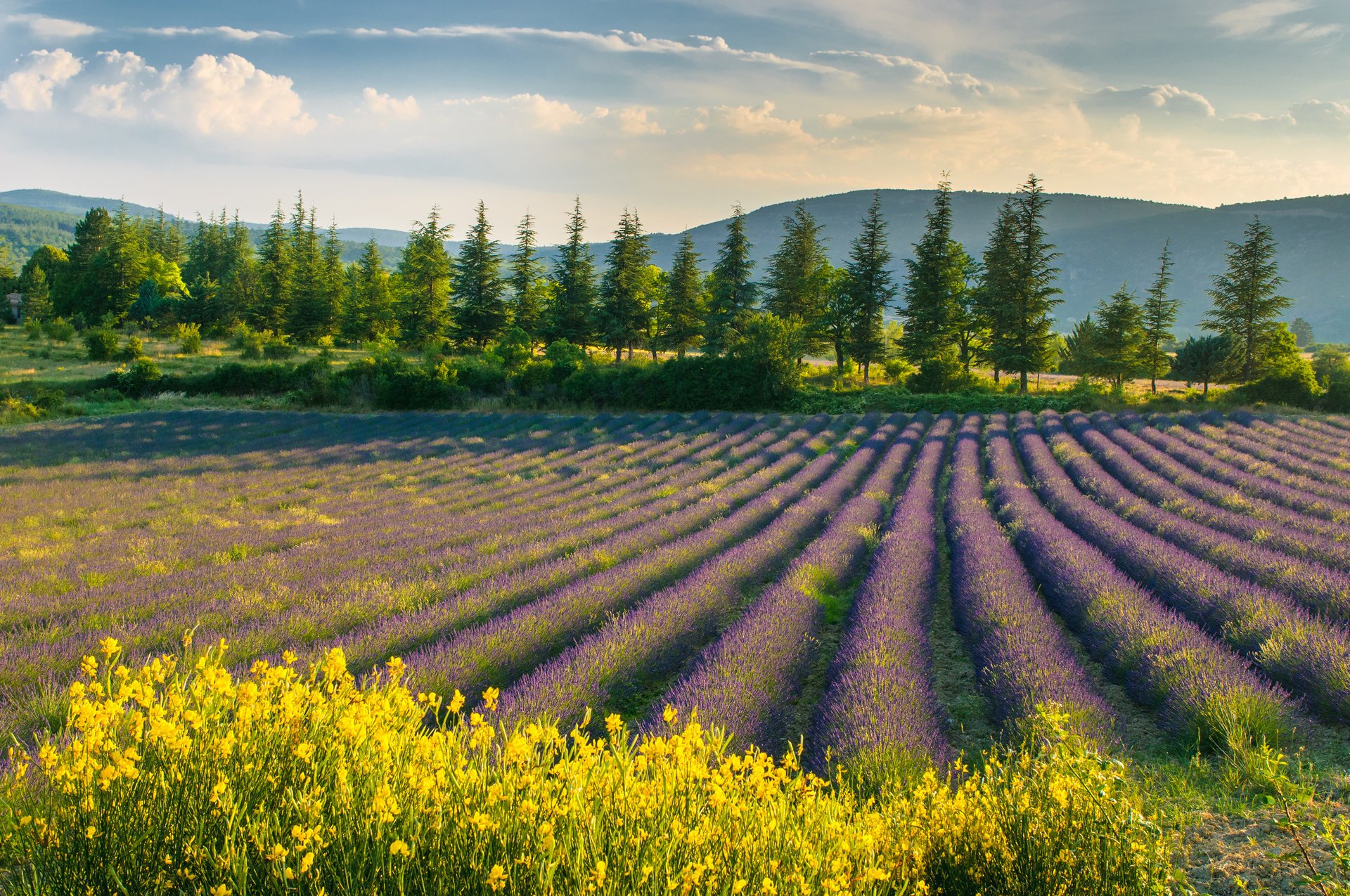 fleurs fleurs violettes lavande champ nature paysage ciel printemps