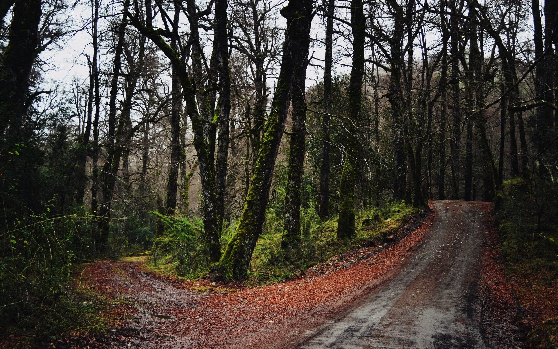 forest road autumn nature