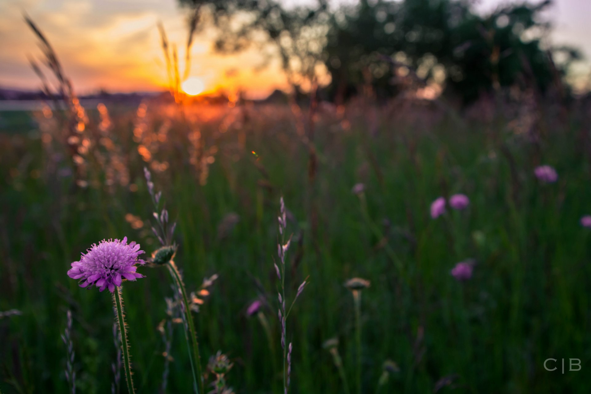 natura verde erba fiori spighette sole tramonto sfocatura macro