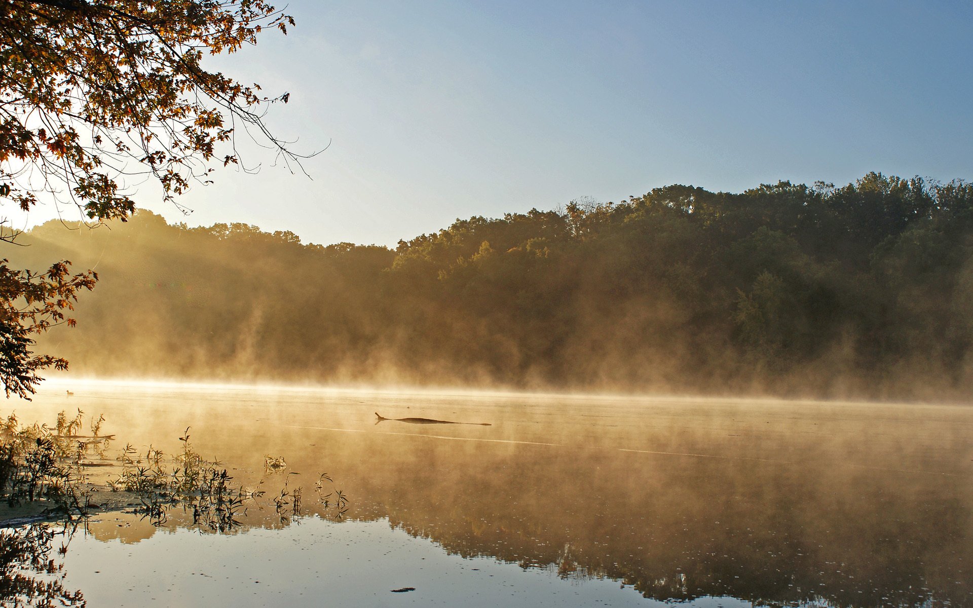 lac matin brouillard bûche arbres