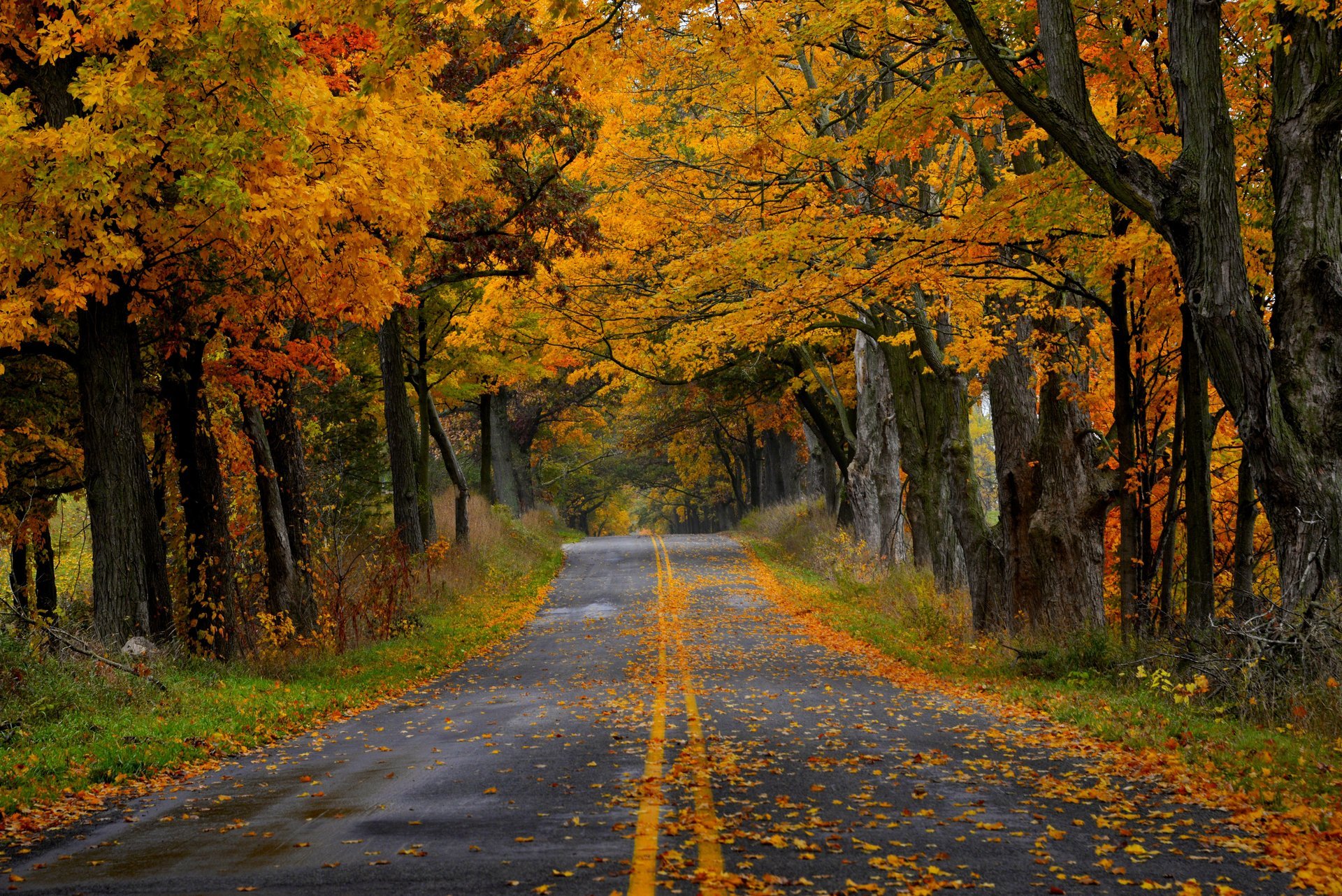 naturaleza bosque parque árboles hojas colorido camino otoño caída colores paseo