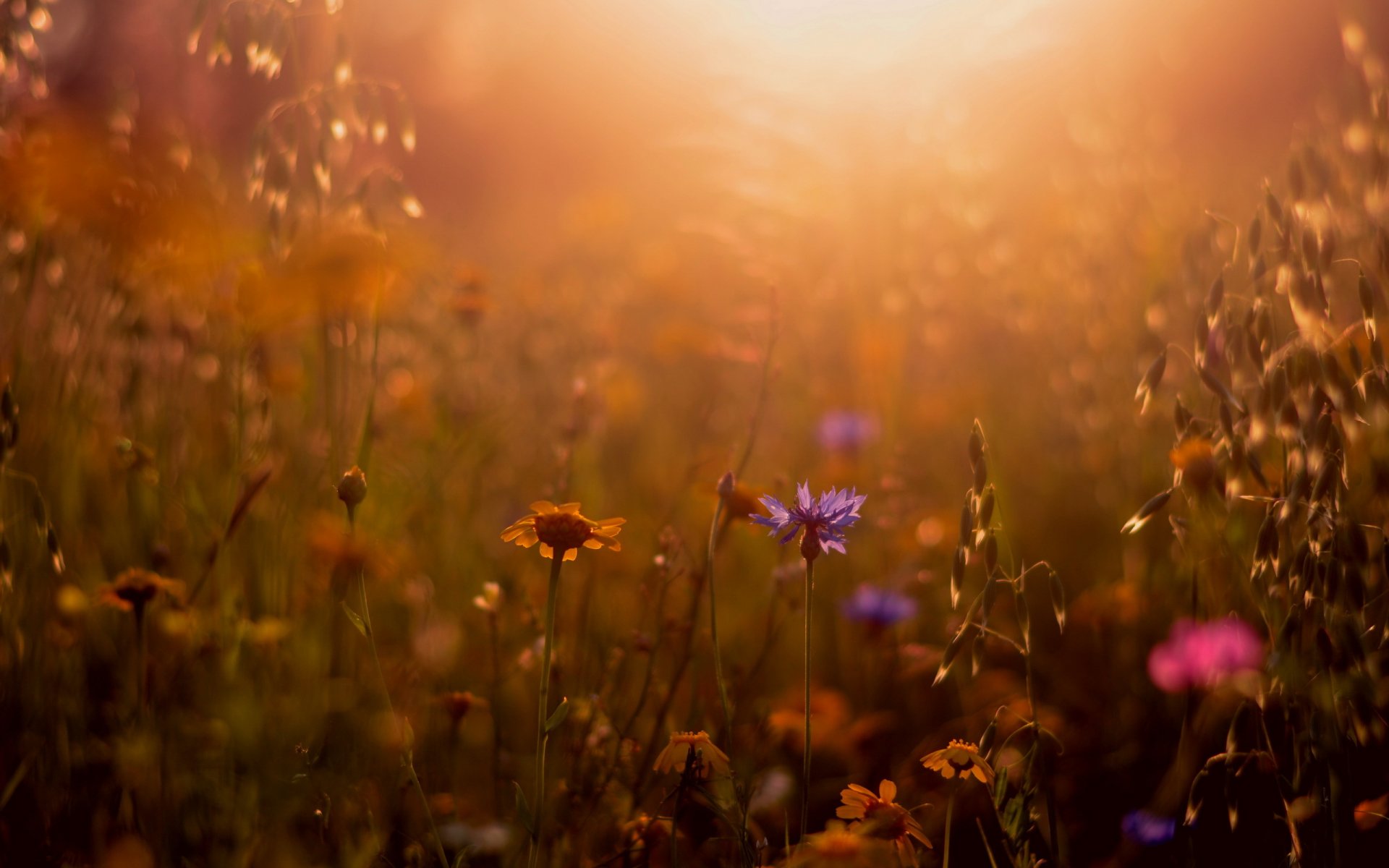 nature été herbe