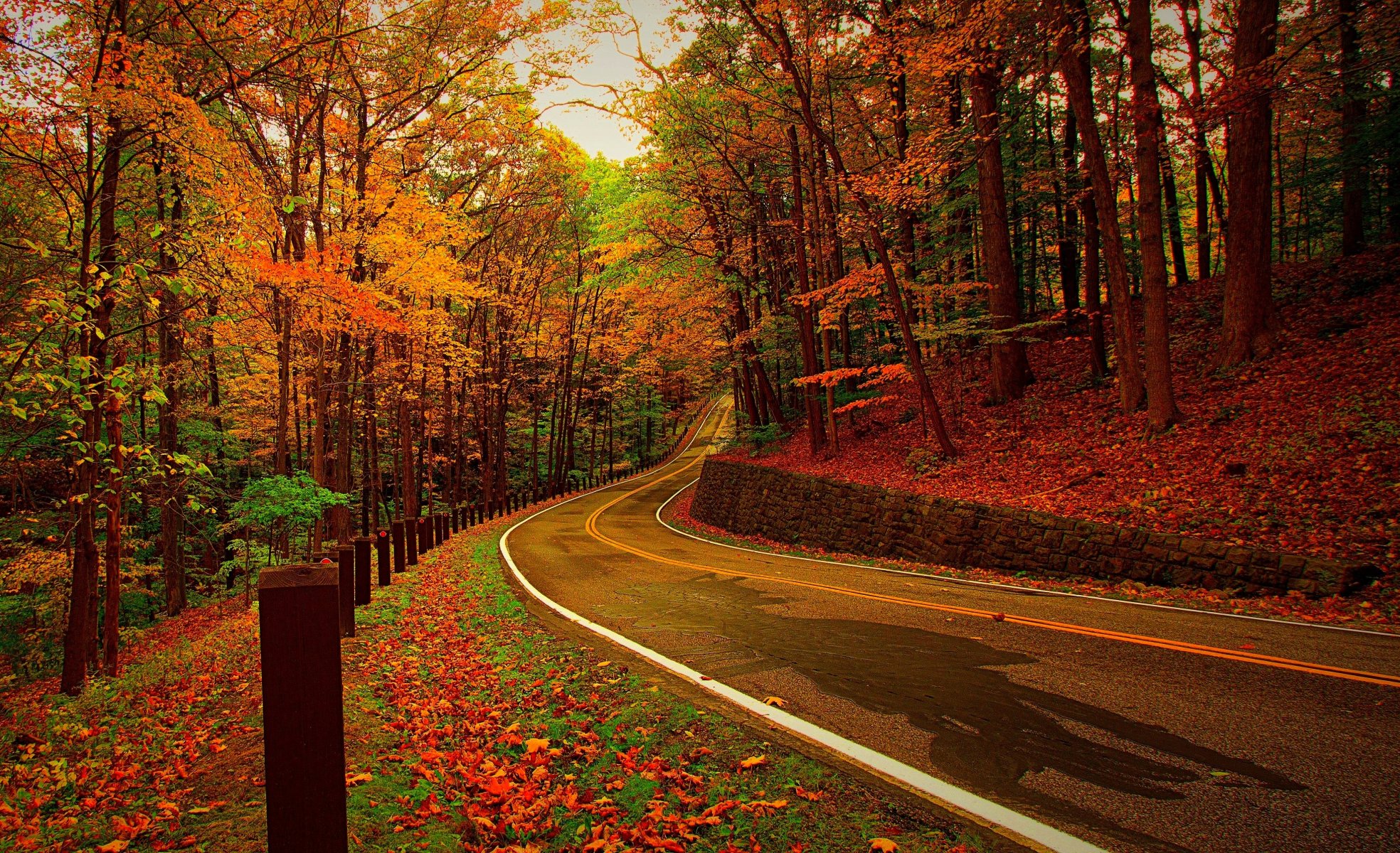 natura foresta parco alberi foglie colorato strada autunno caduta colori passeggiata