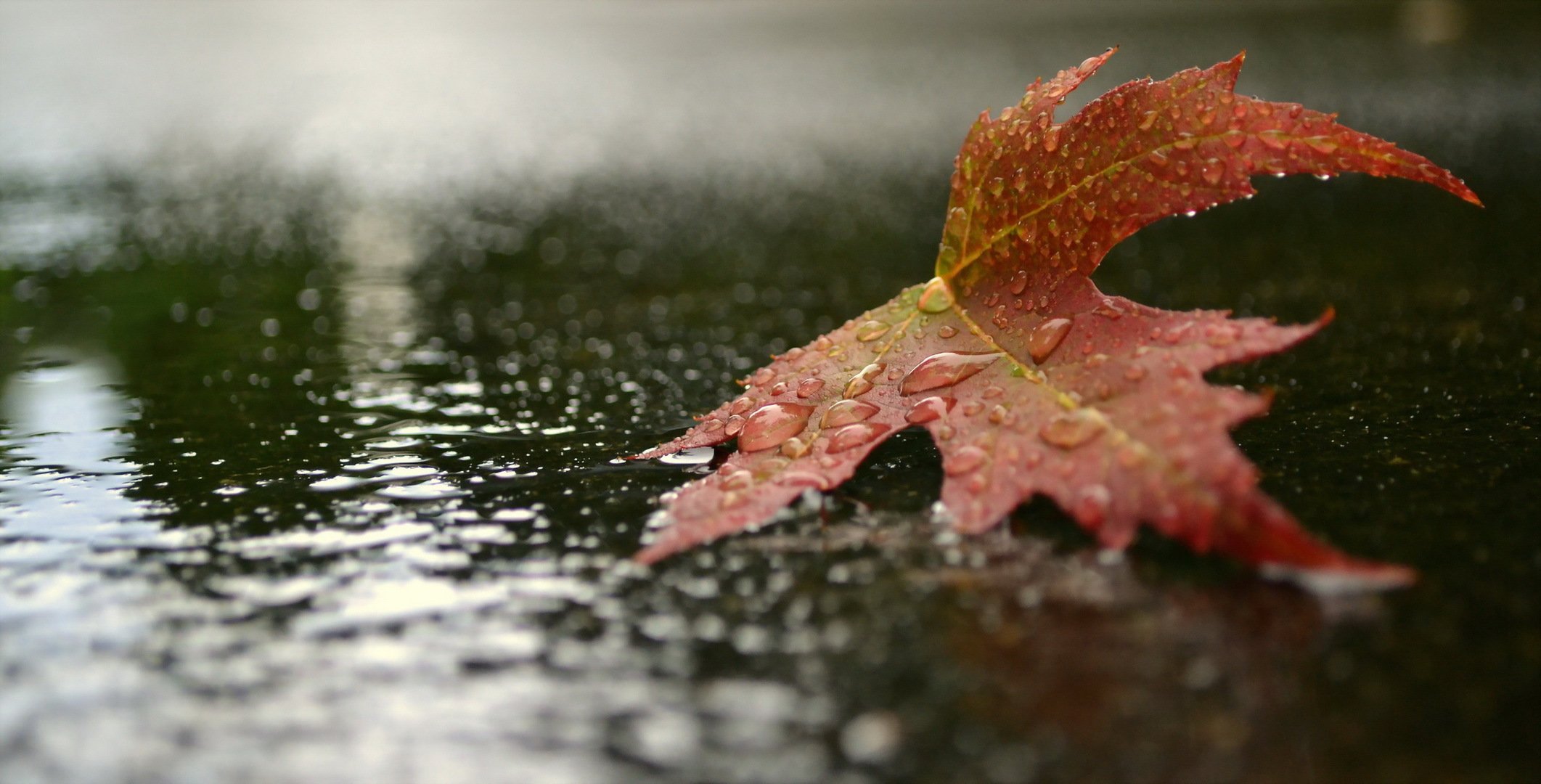 blatt tropfen herbst natur makro