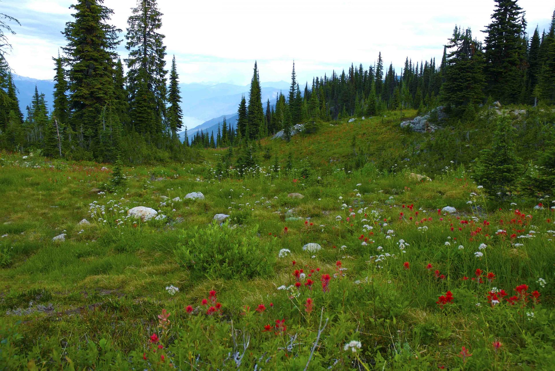 british columbia canada montagne foresta alberi prato fiori pietre