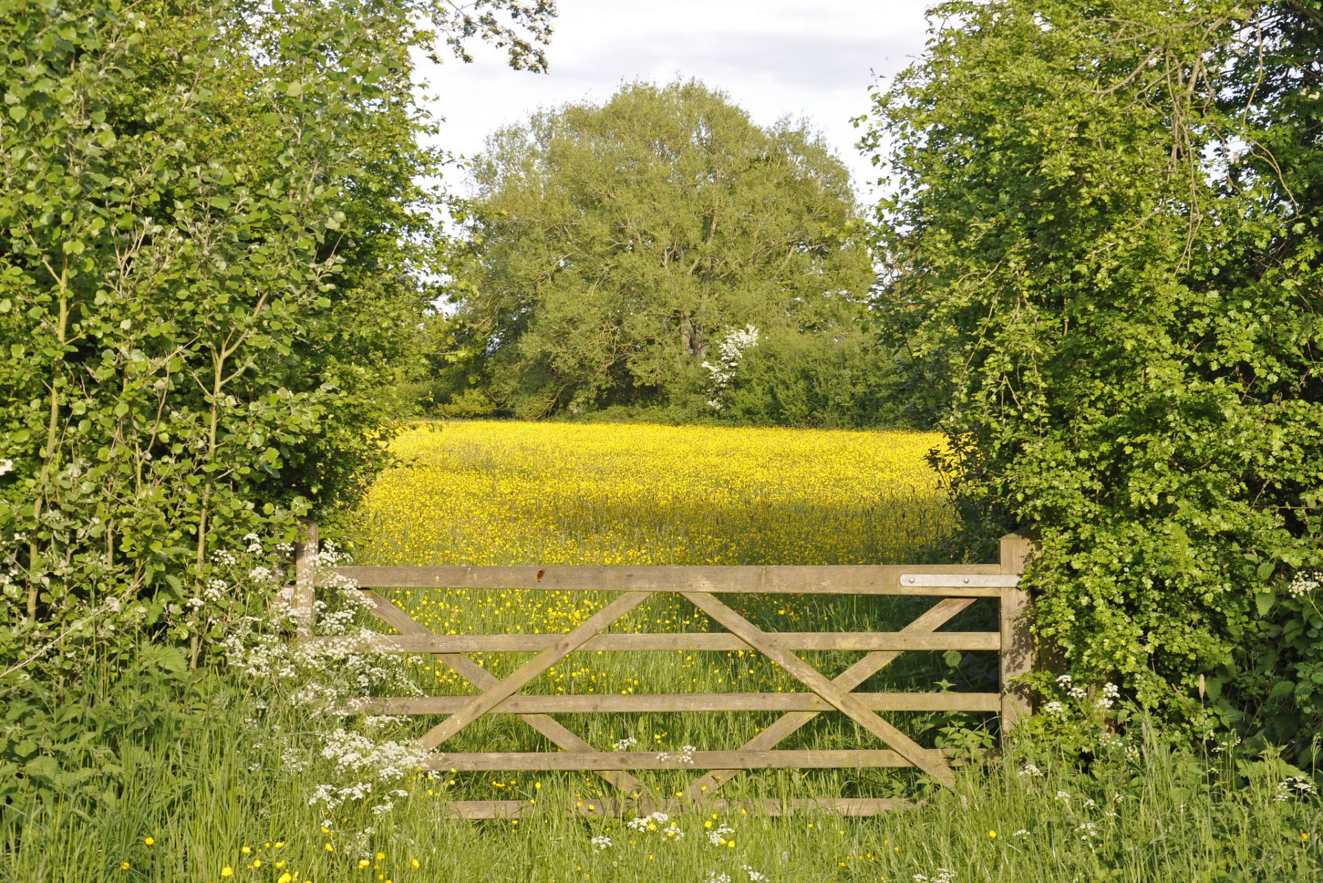 wiese tor bäume blumen