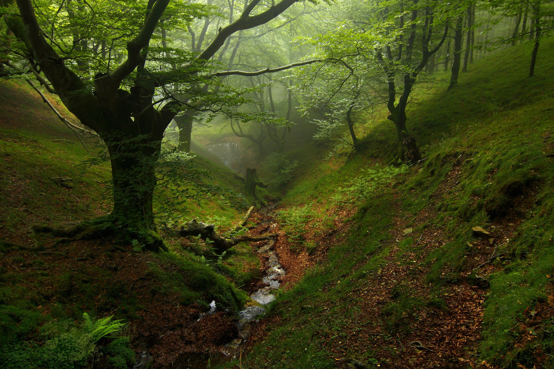 bosque árboles barranco arroyo otoño