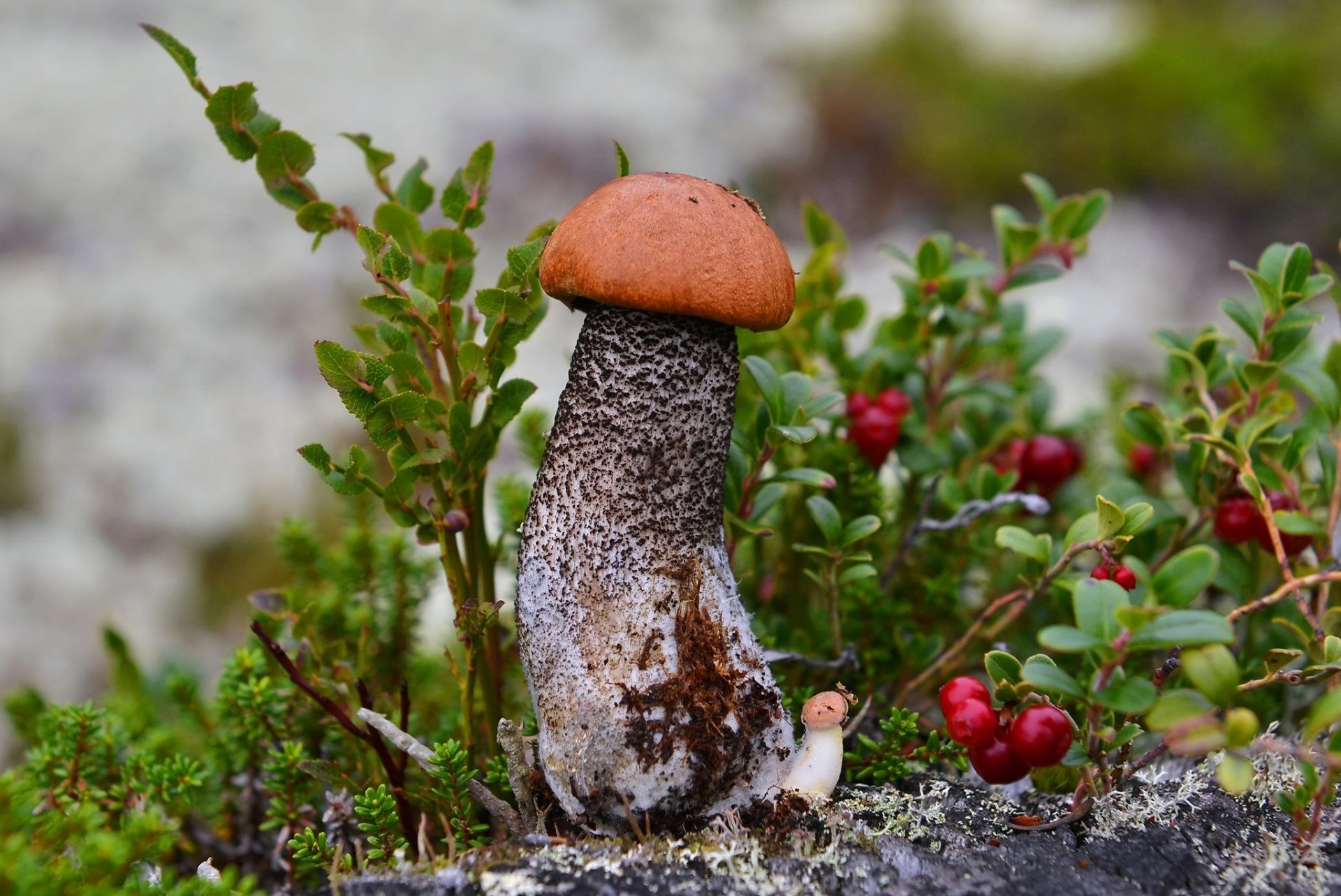 champignon podosinovik airelles baies gros plan