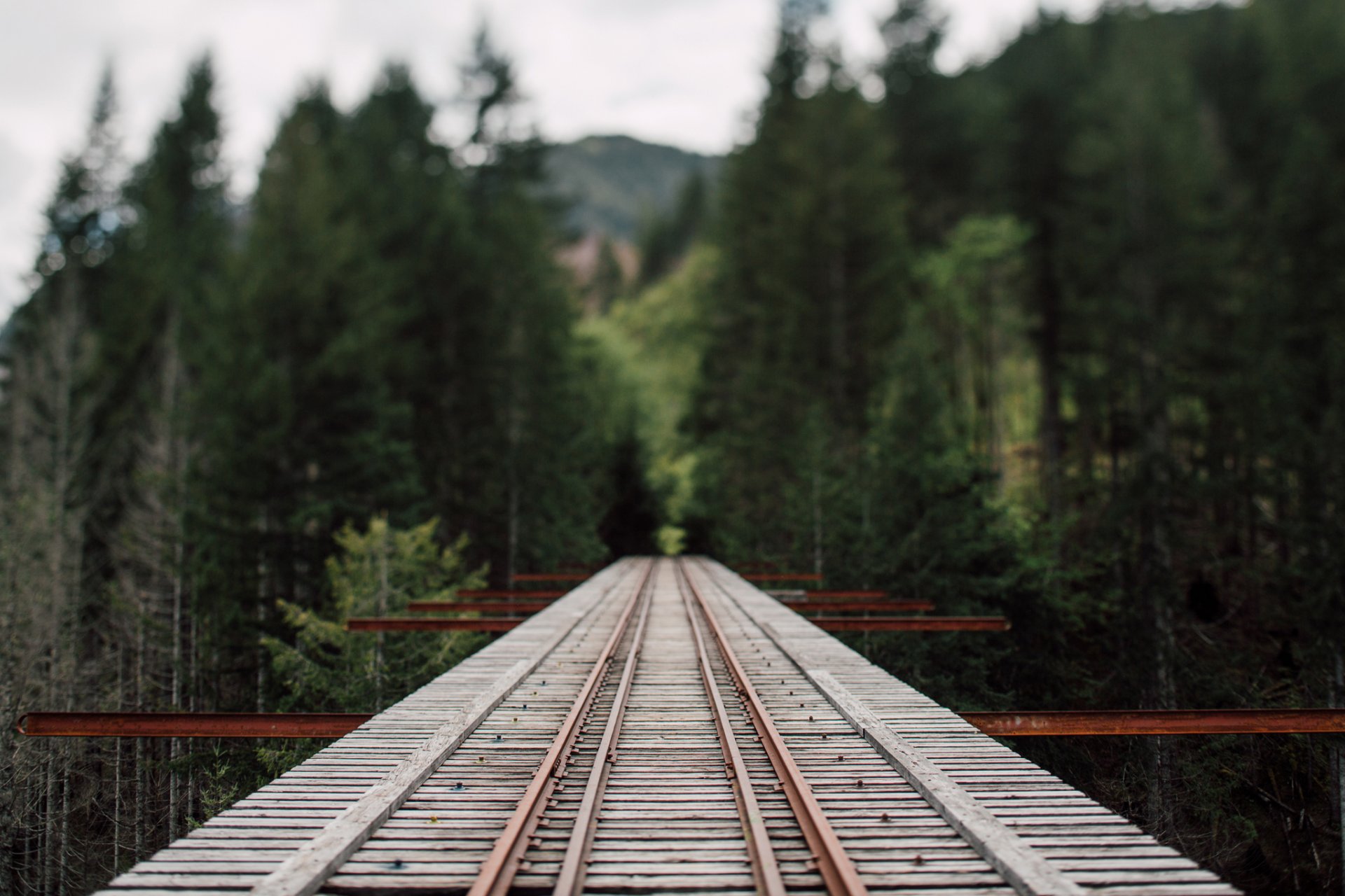 foresta ferrovia ponte