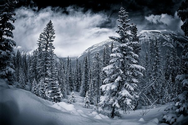 Foto en blanco y negro del bosque cubierto de nieve canadiense