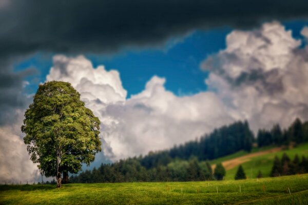 Cielo nubes árbol campo