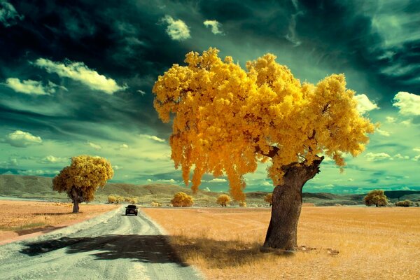 Bright yellow trees next to the road on which the car is traveling