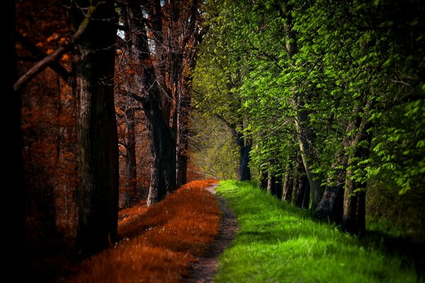 Landschaft- Treffen von Sommer und Herbst im Wald