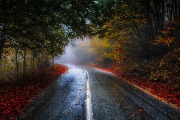 Route à travers le tunnel forestier d automne