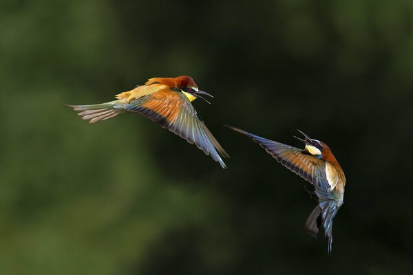 Two birds communicate with each other