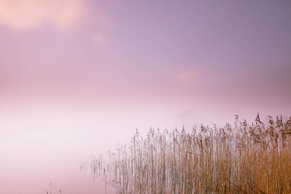 Brouillard matinal sur le lac avec des roseaux