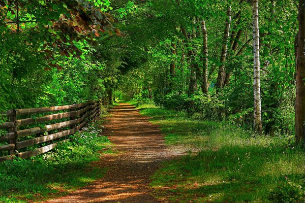 Zaun an der Allee, die in die Ferne im alten Park führt