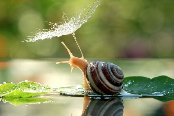 Caracol sentado en una hoja