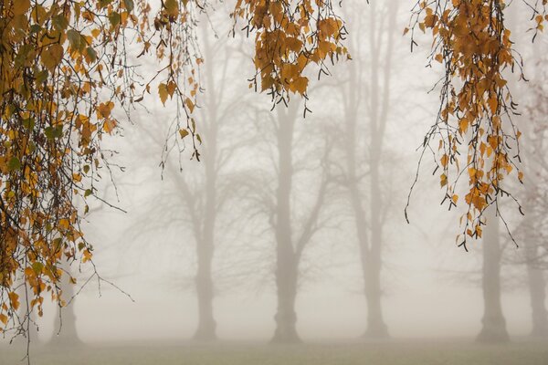 Silhouetten von Bäumen im Nebel am Herbstmorgen