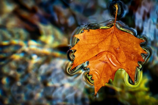 Hoja de arce dorada: el símbolo del otoño yace en el agua